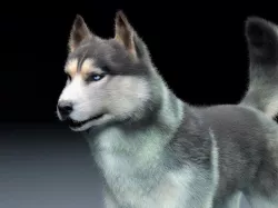 Siberian Husky Rigged Hair Fur Low-poly  3D model