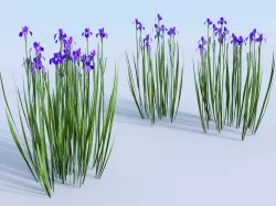 Siberian iris set Iris sibirica 3D model