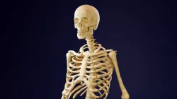 Skeleton - Human Low-poly  3D model
