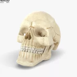 Skull 3D model