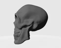 skull 3D model