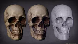 Skull game-ready and 3D print Low-poly  3D model