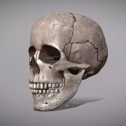 Skull Realistic Male Anatomy 3D model