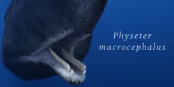 Sperm Whale 3D model