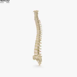 Spine 3D model