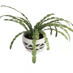 Succulent Plant Schlumbergera 3D model
