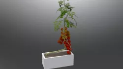 tomato 3D model