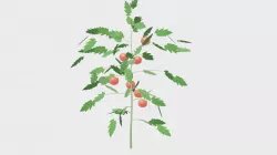 tomato tree 3D model