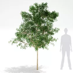 Tree Cluster 001 3D model