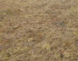 Tundra grass terrain 27 Texture