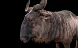 Wildebeest Rigged Hairs 3D model
