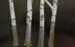 5 White Poplar River Trees Low-poly  3D model