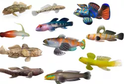 Aquarium Goby Fish Collection 