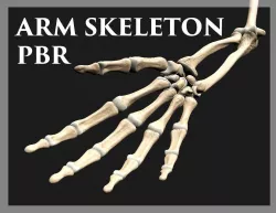 Arm Skeleton Realistic PBR 3D model