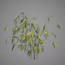 Bamboo 3D model