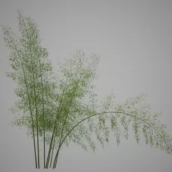 Bamboo 3D model