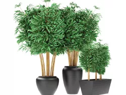 Bamboo Plants Exotic Plant 3D model