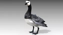 Barnacle Goose 3D model