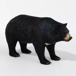 Bear Big 3D model