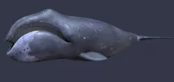 Bowhead whale 3D model