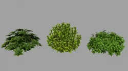 Bush Plant 3D model