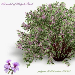Bush Weigela 3D model
