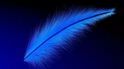C4D model of feather 3D model