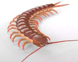 Centipede Rigged Low-poly  3D model