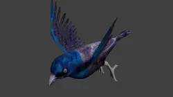 common grackle animated 3D model