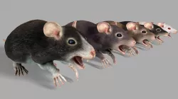 Common Rats Low-poly  3D model