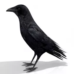 Crow 3D model 3D model