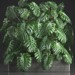 Decorative Monstera in a pot 10 3D model