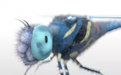 Dragonfly Rigged Hairs Low-poly  3D model