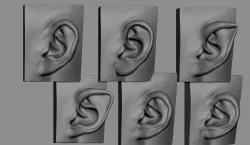 Ear Model Collection 3D model