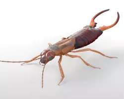 Earwig Rigged Low-poly  3D model