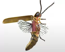 Firefly Rigged Low-poly  3D model