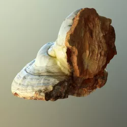 Forest Mushroom - Polypore - Ganoderma Low-poly  3D model