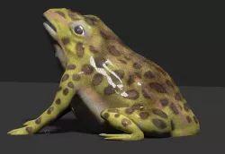 frog 3d model 3D model