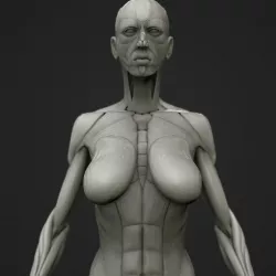 Full body muscle and skeleton anatomy 3D model
