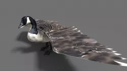 goose 3D model