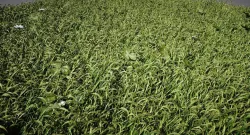 Grass Low-poly  3D model