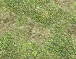 Grass terrain pack 3 Texture