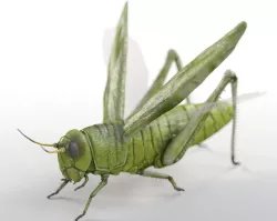 Grasshopper Rigged Low-poly  3D model