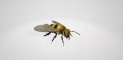 Honey bee 3D model