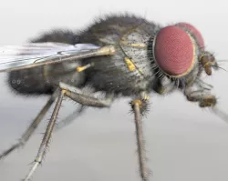 Housefly Rigged Hairs Low-poly  3D model