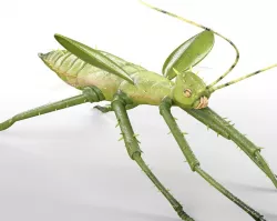 Jungle Nymph Rigged Low-poly  3D model