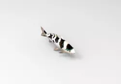koi fish 3D model