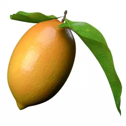 lemon fruit 3D model