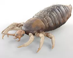 Louse Rigged Low-poly  3D model