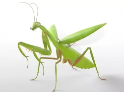 Mantis Rigged Low-poly  3D model